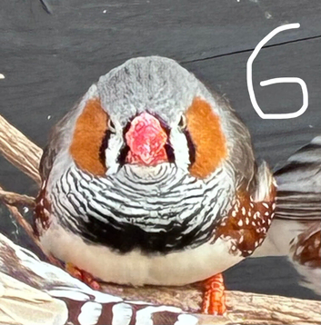 Zebra finches for sale in Swadlincote