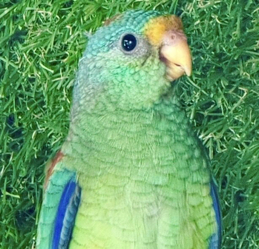 Mulga Parrot cock bird aviary bred 2026