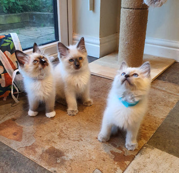 Beautiful GCCF Registered Ragdoll Kittens.