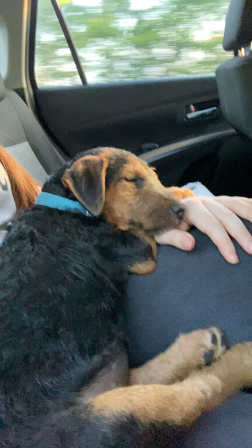 Lakeland puppy for sale