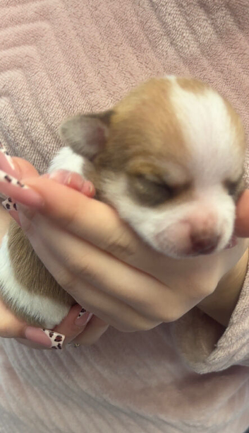 beautiful puppies