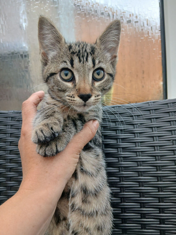 Bengal xx