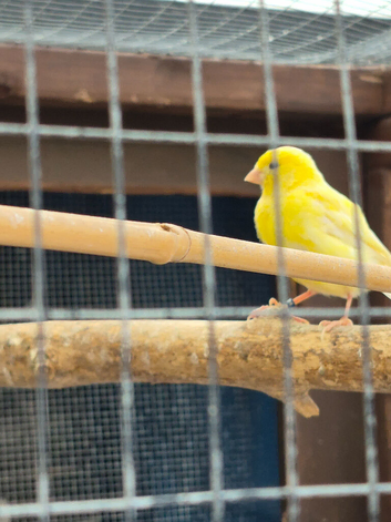Fife canary