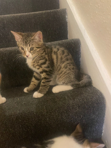 Aegean boy cat