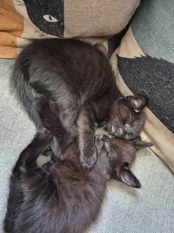 Kittens