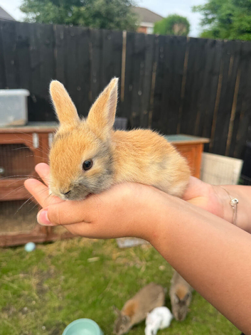 Lop x babies