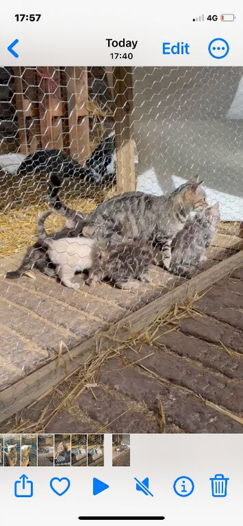 Ragdol x kittens