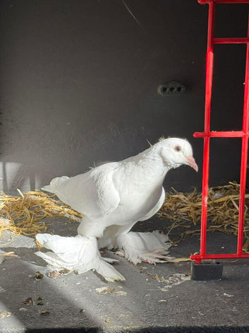 Show pigeons