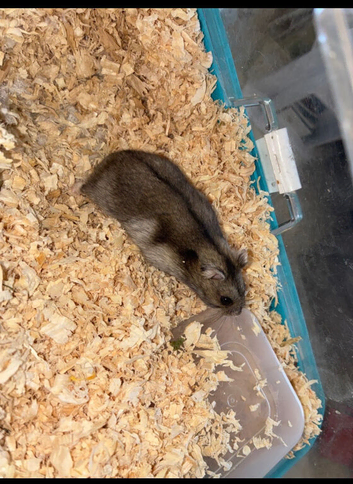 Male Russian dwarf hamster