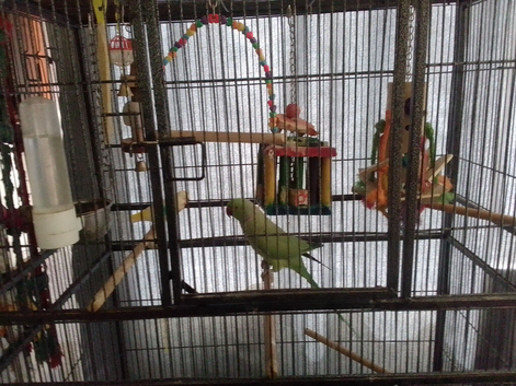 Male ringneck