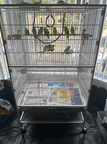 Budgies albinos litino handtame breeding pairs etc