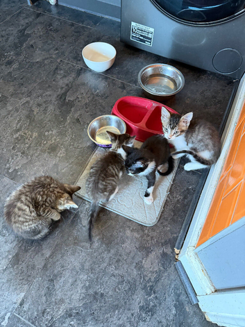 Kittens