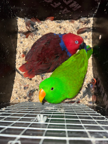 Parrot