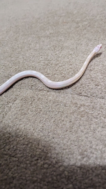 Snow motley female corn snake