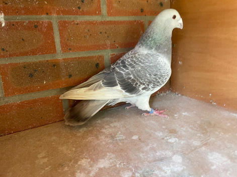 Show Racer cock for sale