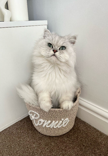 Silver-tip Chinchilla Persian Rehoming