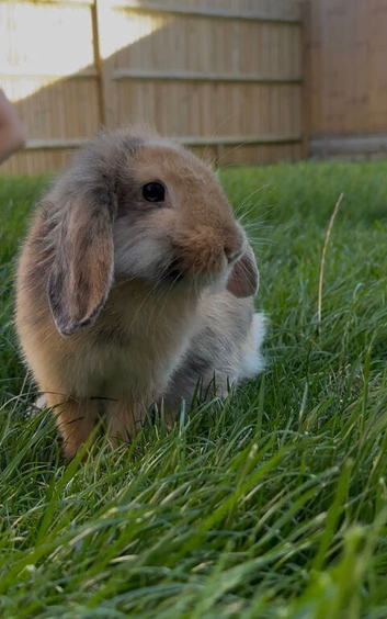 Mini Lop Cross