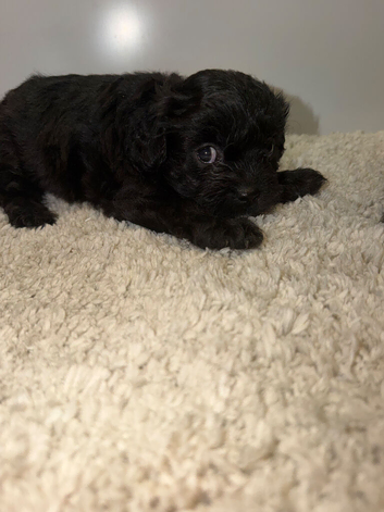 Shihpoo puppies