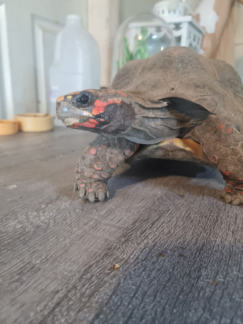 Redfooted tortoises