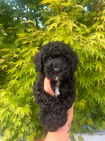 Stunning Maltipoo puppies !