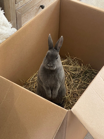 Mini Rex 4 months