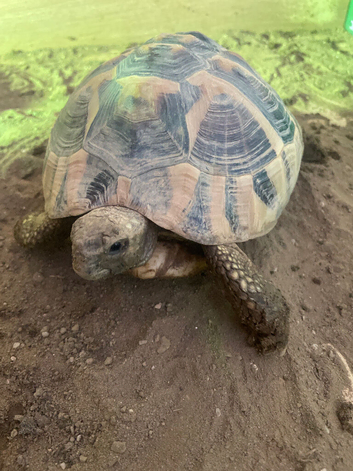 Hermanns tortoise for rehoming