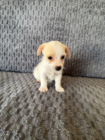 Jack Russell puppies