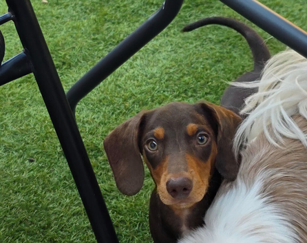 Amazing choc and tan miniature dachshund