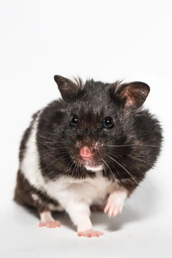 Female hamster