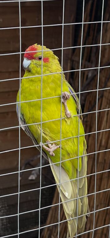 Yellow and red male kakarikie
