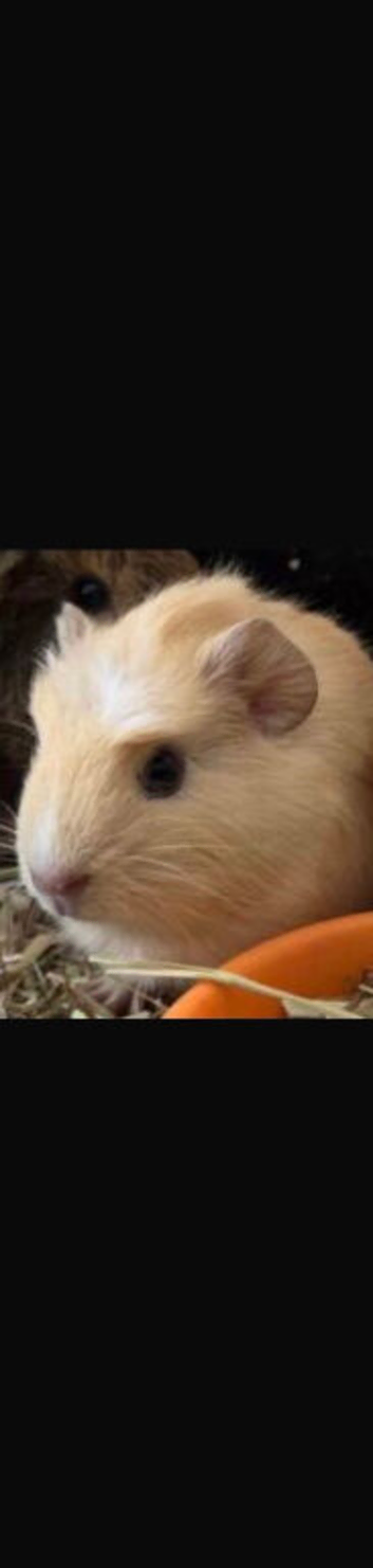 Beautiful Guinea pig