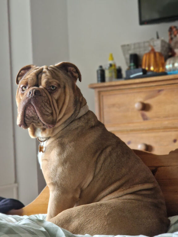 Rodney Olde English Bulldogge