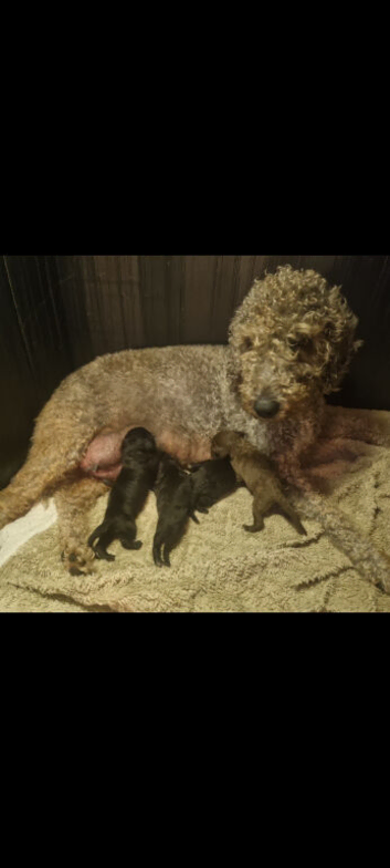 Bedlington Terrier pups for sale