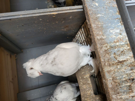 Pigeon for sale