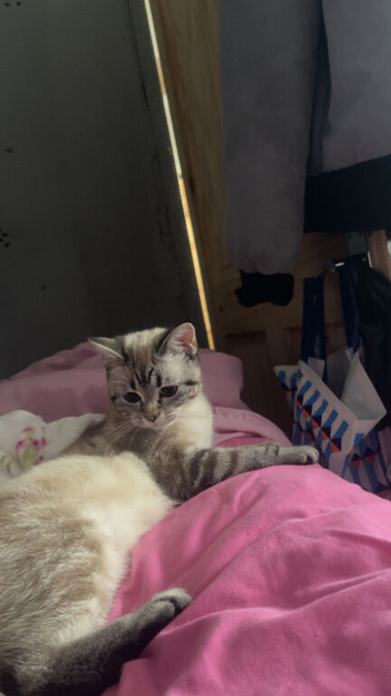 Female Persian kitten