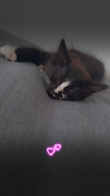 Fluffy kitten for sale