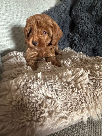 Beautiful f1b Cavapoos puppies