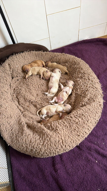 Cavachon puppies for sale