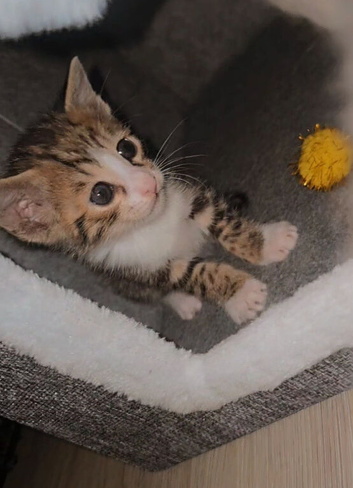 ONE MALE SAVANNAH BENGAL HYBRID KITTEN LEFT