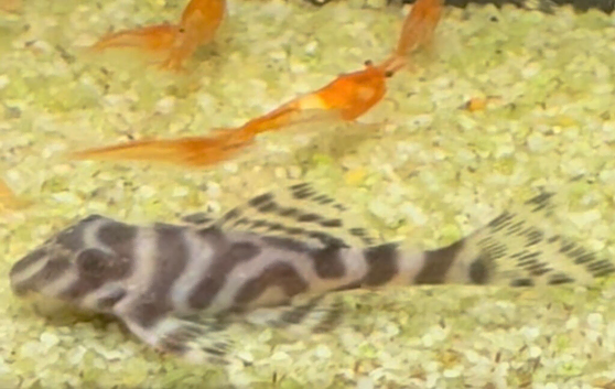 L236 pleco babies 2/3cms