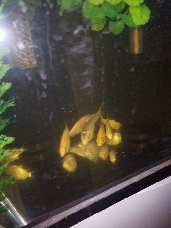 Koi fry for sale