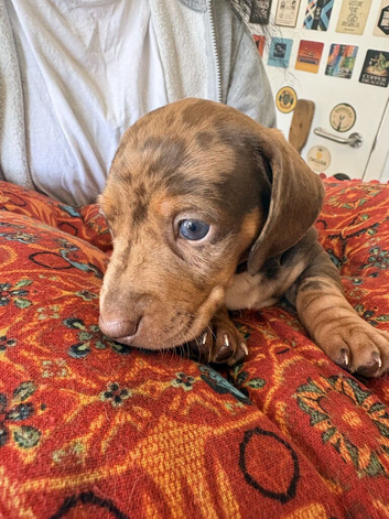 Beautiful dachshund pups