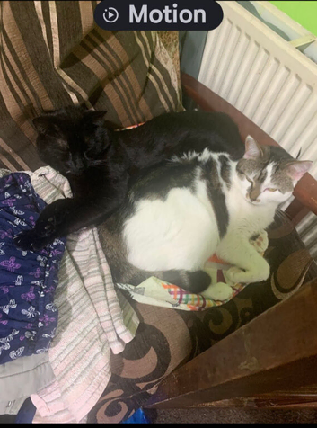 Cat for sale