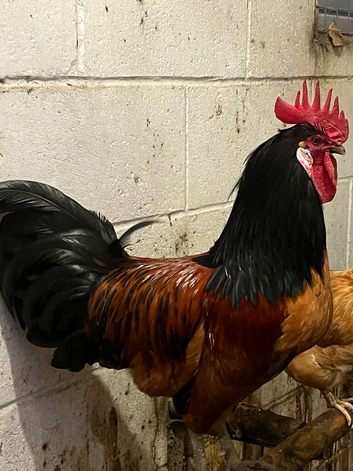 Vorwerk cockerel
