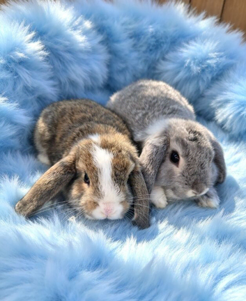 Last pair of mini lops plush carriers