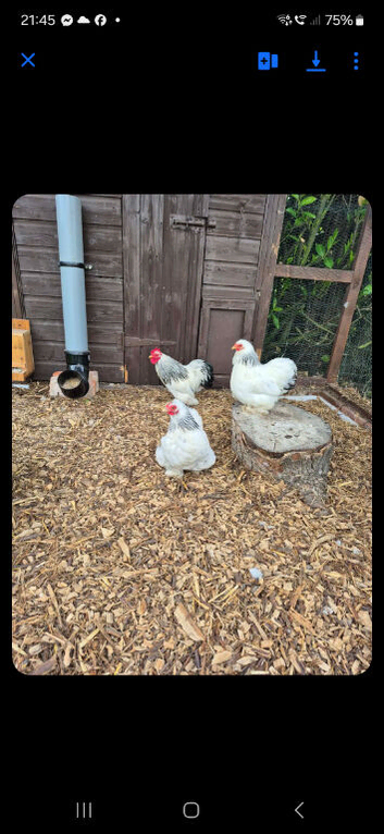 5. 2 week old pekin chicks &pound;20 for all 5