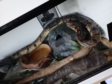 Ballpython with 4ft by 2ft by 2 ft viv