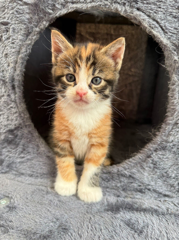 REDUCED READY NOW! TORTOISESHELL MAINE COON X KITTEN