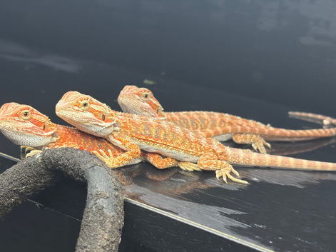 Hypo baby Bearded Dragons