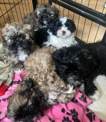 Healthy, Home-Raised Shih Tzu Puppies Available